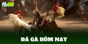 da ga hom nay